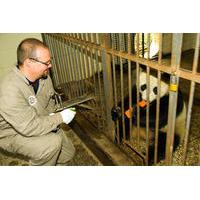 one day dujiangyan giant panda base volunteering and irrigation system ...