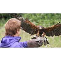 One to One Falconry Experience at Lee Valley Park Farms