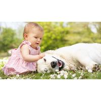 Online Pet Care 4-Course Bundle