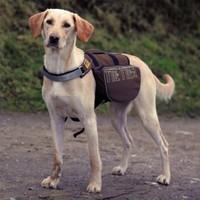 On the Trek Backpack for Dogs - Large / Extra Large