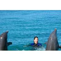 Open Ocean Dolphin Swim in Freeport
