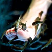 O.P.I Luxury Pedicure