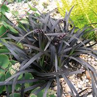 Ophiopogon planiscapus \'Nigrescens\' - 1 ophiopogon plant in 9cm pot