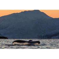 Orca and Humpback Whale Safari in a Collin Archer from Tromso