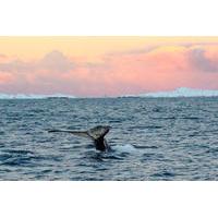 Orca and Humpback Whale Safari with Marine Biologist in a Zodiac from Tromso