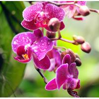 Orchid Scented Oil 10 ml (In Dropper Bottle)