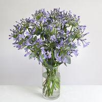 Organic Agapanthus Bouquet - flowers