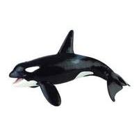 Orca Whale