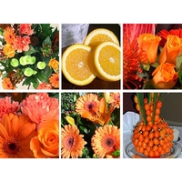 Orange Flower Collection