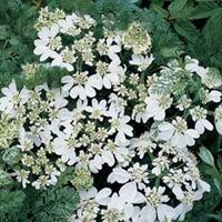 Orlaya grandiflora - 1 packet (25 orlaya seeds)