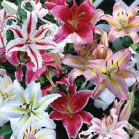 Oriental Lily Bulbs (Mixed) - 15 oriental lily bulbs