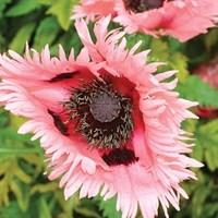 Oriental Poppy Fornsett Summer 3 Bare Roots