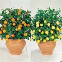 orange lemon trees 2 plants in 9cm pots 1 of each variety