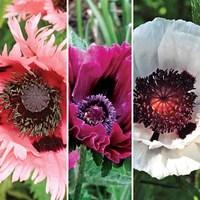 oriental poppy single collection 3 bare roots