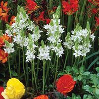 Ornithogalum thyrsoides - 10 orn...