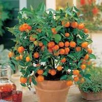 Orange Tree - 1 orange plant in 9cm pot