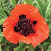 oriental poppy turkenlouis 3 bare roots