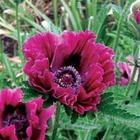 Oriental Poppy Pattys Plum 3 Bare Roots