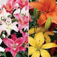 oriental and asiatic lilies 10 bulbs