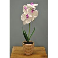 orchid topiary pink or white by smart garden