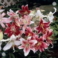 Oriental Lily Bulb size 14/16 - pack x 10 D/Nose