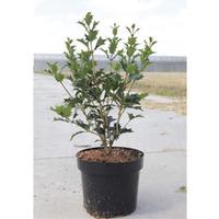 Osmanthus heterophyllus (Large Plant) - 1 x 9 litre potted osmanthus plant