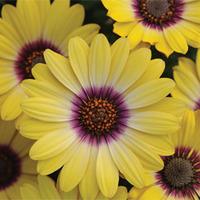 osteospermum blue eyed beauty 10 osteospermum postiplug plants