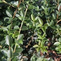 Osmanthus delavayi (Large Plant) - 1 x 10 litre potted osmanthus plant