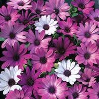 osteospermum hybrida passion mixed 1 packet 10 osteospermum seeds