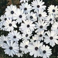 osteospermum glistening white 1 packet 80 osteospermum seeds