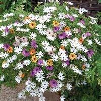 Osteospermum \'Falling Stars\'™ (Sunbrella) - 5 osteospermum Postiplug plants