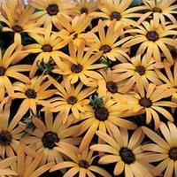 osteospermum african sun 1 packet 80 osteospermum seeds