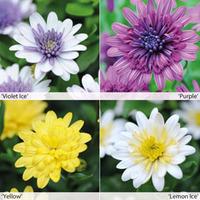 Osteospermum 3D \'Yellow\' - 5 osteospermum jumbo plug plants (Yellow)