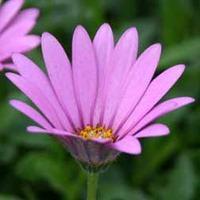 Osteospermum jucundum var. compactum (Hardy) - 3 osteospermum jumbo plug plants