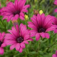 Osteospermum \'Tresco Purple\' (Hardy) - 3 osteospermum jumbo plug plants