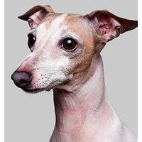 Oscar by Philip Gatward
