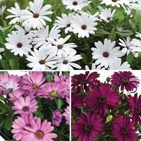 osteospermum regal classic 6 x 9cm pots