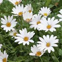 Osteospermum \'Snow Pixie\' (Hardy) - 5 osteospermum plug plants