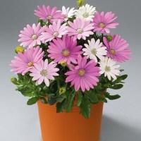 Osteopermum Pinks 1 Pre Planted Container