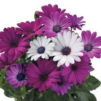 Osteospermum Regal Classic 24 Large Plants