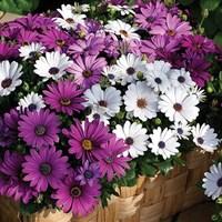 Osteospermum Purple Hues 70 Medium Plugs