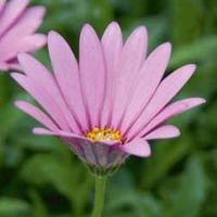 Osteospermum jucundum var. compactum (Hardy) - 5 osteospermum plug plants