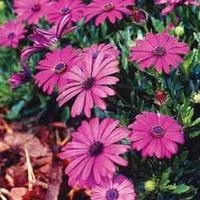 osteospermum tresco purple hardy 5 osteospermum plug plants