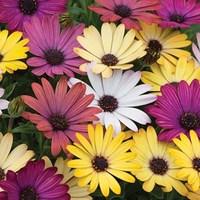 Osteospermum Grandiose Mix 70 Medium Plugs