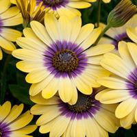 Osteospermum \'Oasis\' - 5 osteospermum plug plants