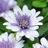 Osteospermum \'3D Violet Ice\' - 5 osteospermum plug plants