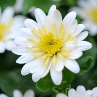 osteospermum 3d lemon ice 5 osteospermum plug plants