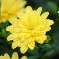 Osteospermum \'3D Yellow\' - 5 osteospermum plug plants