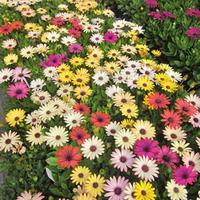 osteospermum akila grand canyon mix 24 osteospermum plug tray plants