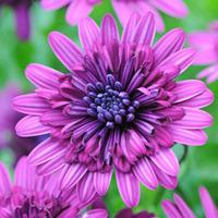 osteospermum 3d purple 5 osteospermum plug plants